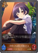 手折られぬ花 白菊ほたる【GR】{ECP02-044}