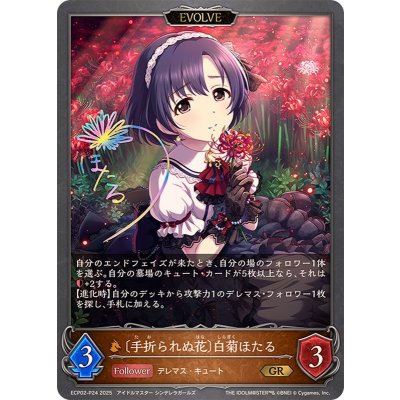 画像1: 手折られぬ花 白菊ほたる(EVOLVE)【GR・プレミアム】{ECP02-P24}